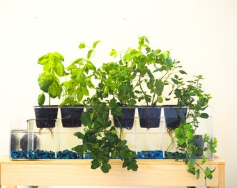 Aquaponics Garden, 6-planter Aquaponics System, Desktop Herb Garden, Self-Watering Planter, Indoor Garden, Aquaponics