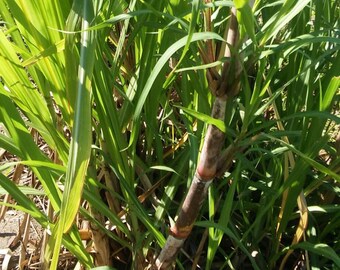 2 Sugar Cane Plant, Sweet Chewing Sugar Cane Plant