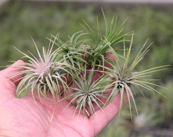 Airplants/Tillandsias-10 Assorted T. ionantha Plants- Assorted Forms -The Easiest Airplant to Grow