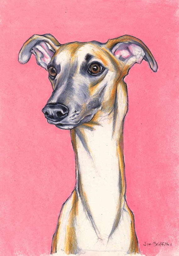 Whippet drawing art print a print from an original colour