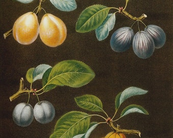 FRUIT PLUMS 2002 Color Art Print Original Book Plate 77 Beautiful Yellow and BluePlums with Detailed Leaves and Tree Branches