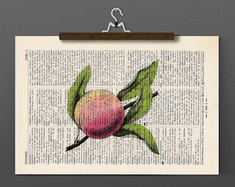 Pressure apricot - antique book page - landscape