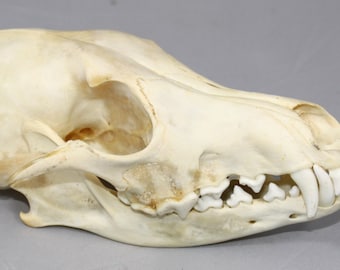 Real bone,Coyote Skull, natural, sourced by Native subsistence gatherers