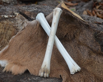 Deer leg bones, Set of 2