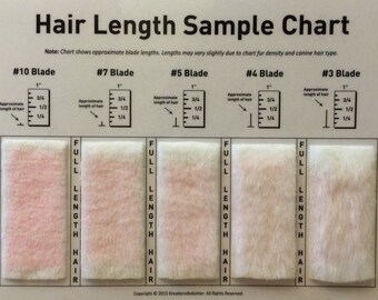 Shave Blade Sample Chart for Grooming