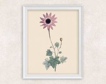 Pink Daisy Botanical Print - 8x10 PRINT Flower Art - Wall Art Prints - Antique Prints - Home Decor - Botanical Art Print - Item #137