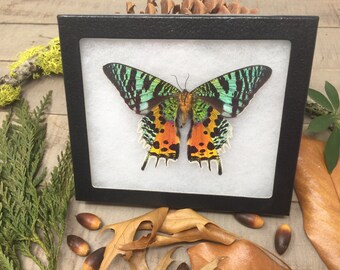 extra large Madagascar Sunset Moth - mounted butterfly, framed butterfly, real butterfly, butterfly specimen, nature specimen, cruelty free