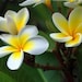 Plumeria Mix Samen , Mix Seeds 5 x
