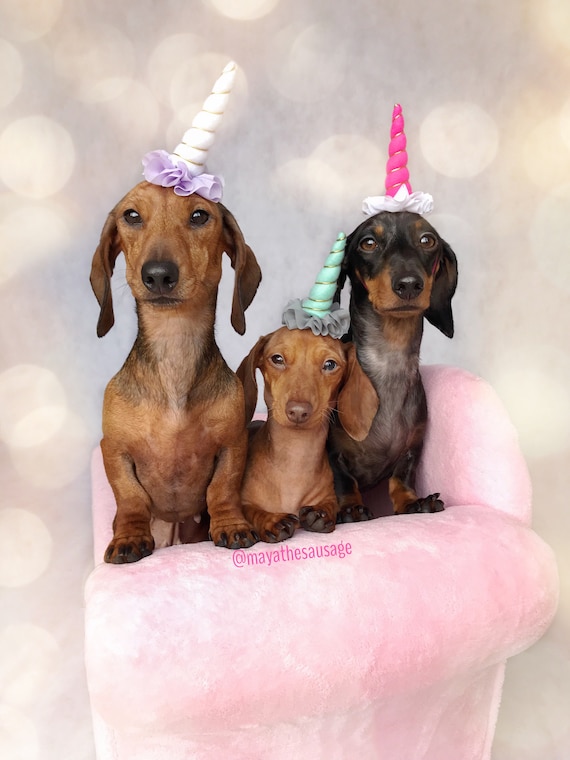 Mini Unicorn Headband for Dog || Pet Unicorn Costume || Dog Unicorn || Unicorn Dog