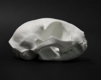 Replica cat skull, animal friendly, gothic victorian, resin skull