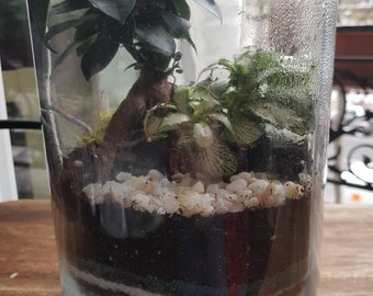 In large jar terrarium