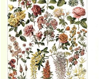 antique french learning board botanical print digital download illustration hydrangea roses wisteria