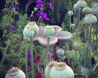 Mixed Poppy Seeds, Heirloom Poppies in Mixed Colors, Great for the Spring Garden, Poppy Flower Seeds