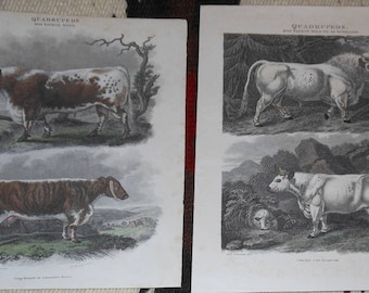 two hand tinted vintage cow engravings syd edwards