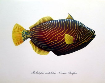 Antique FISH print, vintage Orange triggerfish lithograph, 1975 curious FISHES color lithograph, sea life marine animal color engraving