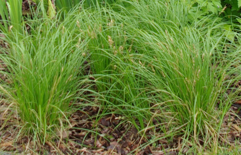 Grass Seeds Carex pensylvanica Pennsylvania Sedge also