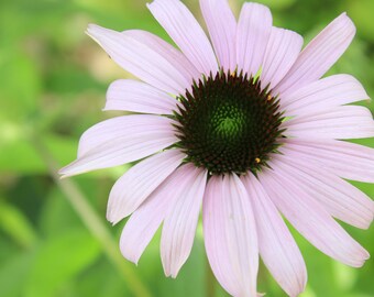 Flower Close Up, Picture with Mat, 4x6