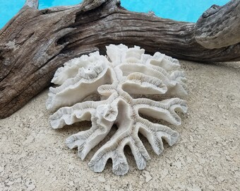 Real Authentic Vintage HUGE Open Brain Coral Coastal Antique Rock Fossil Accent Beach Cottage Living Decor Mantle Coffee Table Shelf Display