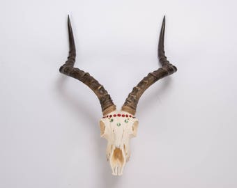 Impala Ram Skull & Horns