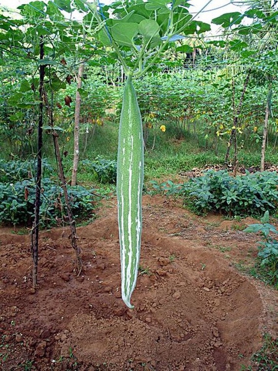 Snake gourd Seeds Oriental Vegetable Buag Nguor Naga Snake gourd Seeds Oriental Vegetable Buag Nguor Naga