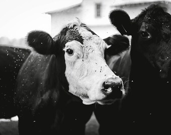 Cow Photograph - Farm Photography - Black and White Image - Fine Art Photograph - Cute Animal