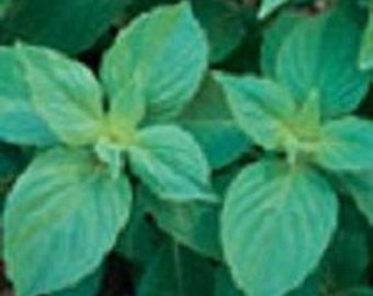 Basil Herb Plant, Mrs. Burn's Lemon Organic