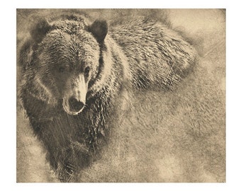 Grizzly Bear Digital Pencil Drawing On Stretched Canvas