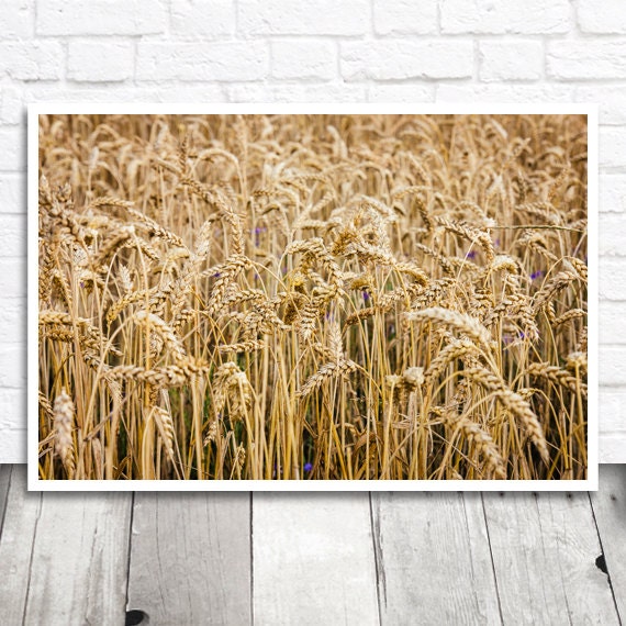 Wheat Print Golden Wheat Photo Wheat Picture Wheat Field