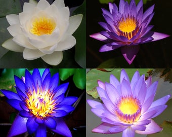 10 Lotus Flower Seeds, Pink, Blue, White, Purple, Fresh Exotic Rare 4 Colors Mixed Lotus Flower Seeds