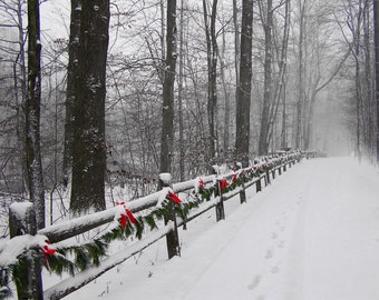 Winter Snow Scene Photograph 4x6 Deck the Trail Print Christmas Photo
