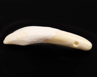 One hundred (100) Drilled Genuine Water Buffalo Teeth (174-100)
