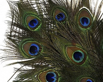 25-35" Natural Peacock Feathers 25pc/pkg
