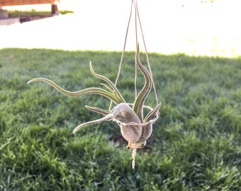 Hanging airplant holder includes 1 air plant - silver wire