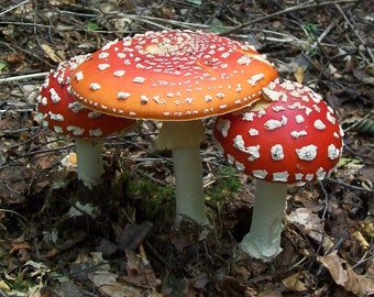 20 g Fresh FLY AGARIC Amanita muscaria Mycelium Mushroom Spawn Spores Seeds Home Growing + Free Manual