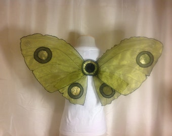 Beautiful Unique Fairy Moth Wings