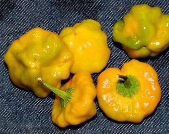 Jamaica Yellow mushroom Hot Peppers(Capsicum annuum) Fresh Organic Seeds, Heirloom From My Native Island, JAMAICA