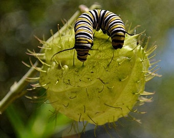 Family Jewels Milkweed, Hairy Balls, Swan Plant butterfly weed, 15 seeds, Asclepias, Gomphocarpus, bizarre seed pods, great cut flower