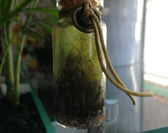 6 months old mini moss terrarium