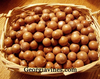 Macadamia integrifolia Macadamia Nut Tree FREE SHIP