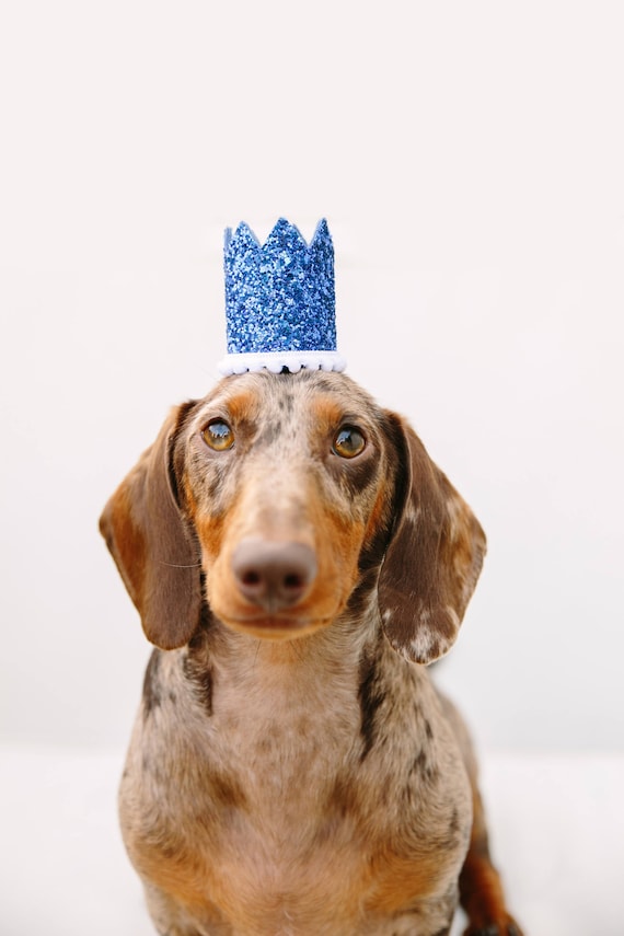 Dog Birthday Hat || Dog Birthday Crown || Animal Birthday Crown || Pet Accessory || Dog Party Hat || Kitty Cat Pig Birthday Hat