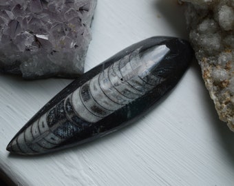 Large Orthoceras Fossil