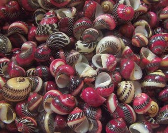 Nerita Communis Seashells (5 Shells)