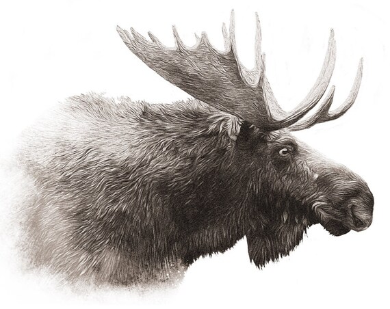 Moose. Digital Wildlife Art for Instant Download. Printable