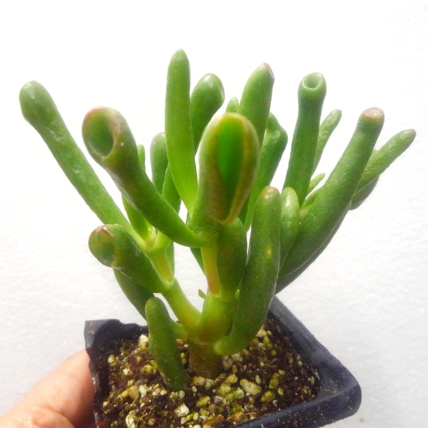 Hobbit Jade Plant Crassula Ovata Hobbit� AKA Gollum