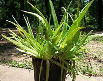 20+ Aloe Vera Plants Live Healthy Natural Healing Burns Cuts Plant Home Remedies Evergreen Succulents Garden Medicinal Gardens Now New