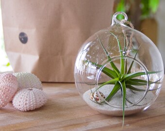 Glass Terrarium with Air plant