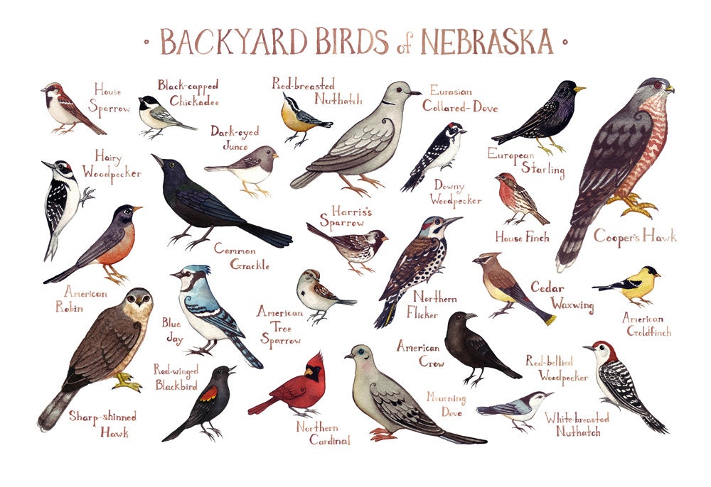 Nebraska Backyard Birds Field Guide Art Print / Watercolor