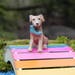 Fairy Garden miniature puppy dog, Rascal with blue shoe, garden miniatures, accessory for fairy garden, terrarium supply, fairy pet mini dog