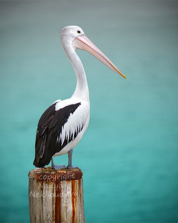 Pelican photo print Fine Art nautical decor bird print