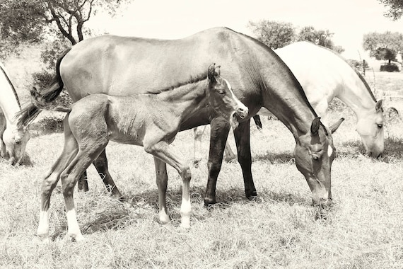 Horse Prints, Equine Prints, Spanish Horses, Animal Prints, Black and White Print, Large Horse Prints, Photographic Prints
